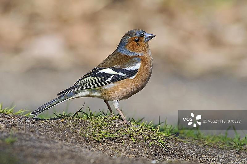 苍头燕雀：在英国萨福克郡觅食图片素材