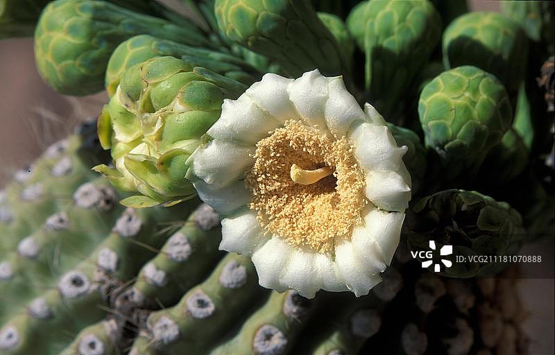 巨柱仙人掌花朵特写图片素材