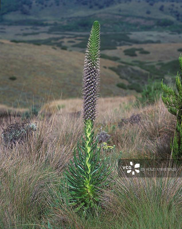 肯尼亚非洲的半边莲图片素材