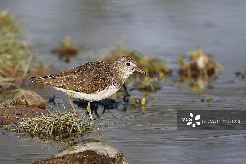 丘鹬，成年夏羽，在水中行走，英格兰沃里克郡图片素材