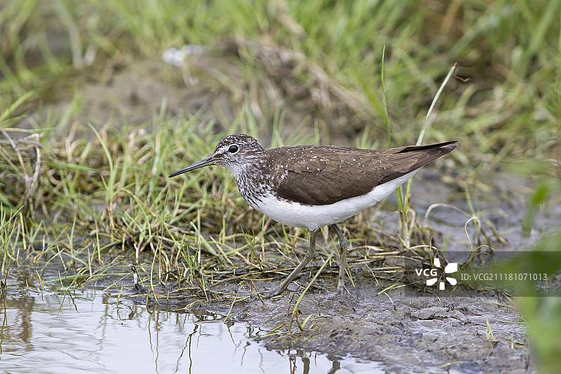 绿鹬，成鸟，站立于水边，英国萨福克图片素材