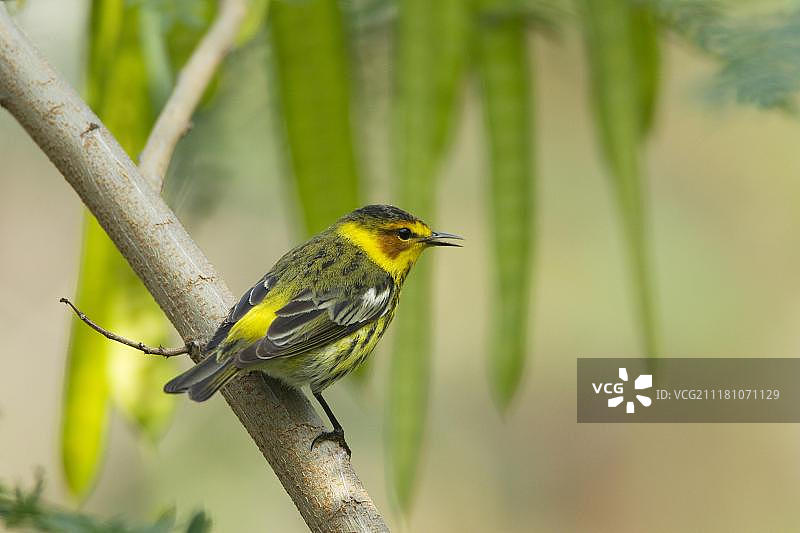 角梅莺（Setophaga tigrina），成年雄性，栖息在树枝上，美国德克萨斯州南帕德里岛，北美洲图片素材