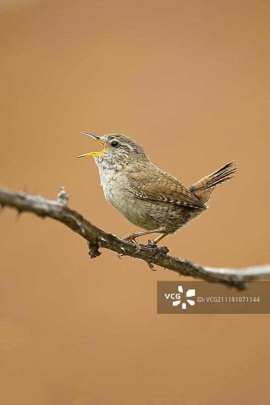 欧亚鹪鹩，成年雄性在荆棘上鸣叫，英国萨福克郡图片素材