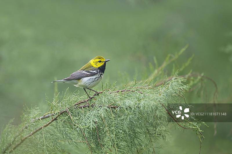 黑喉绿莺，成年雄性，栖息在树枝上，美国德克萨斯州图片素材