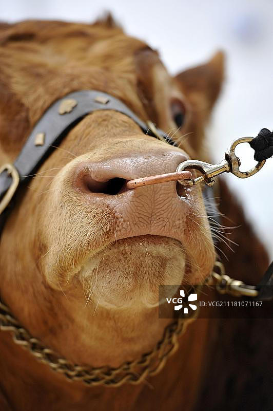 家牛，利木赞公牛头部特写，鼻子上戴着鼻环和夹子，在英国的预售展上图片素材