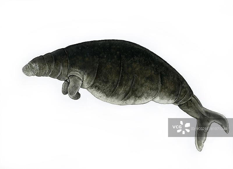 已灭绝物种：大海牛插画图片素材
