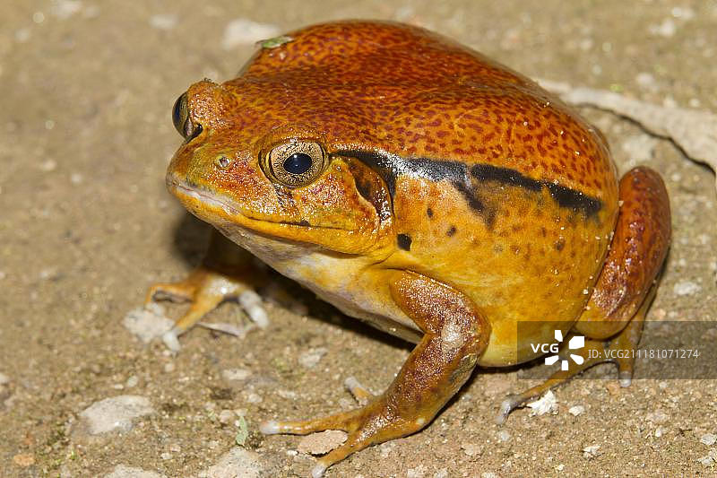 马达加斯加番茄蛙，非洲马达加斯加图片素材