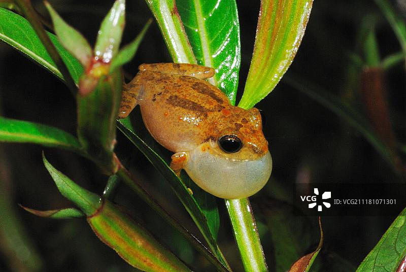 灌木蛙图片素材