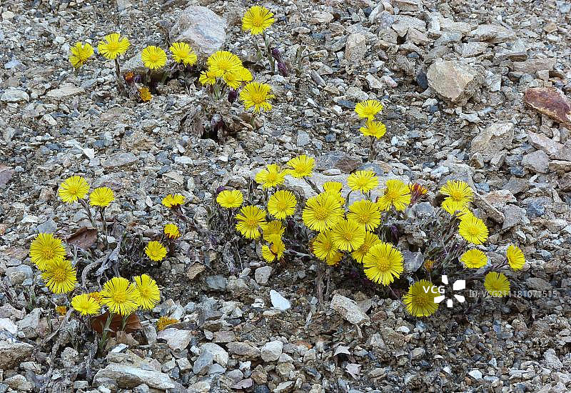 款冬（Tussilago farfara），开花，在路边荒地上生长，意大利阿尔卑斯山，欧洲图片素材