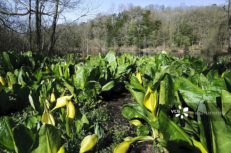 黄臭菘，开花于英国坎布里亚郡图片素材