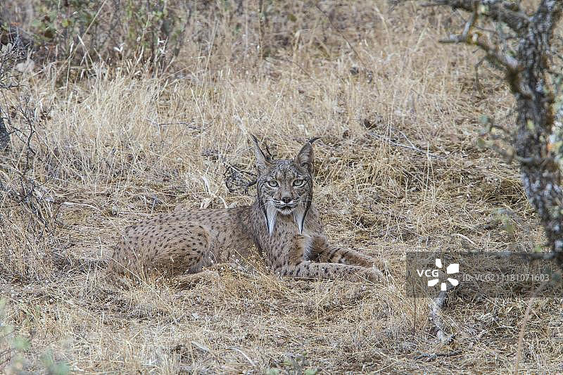 伊比利亚猞猁或西班牙猞猁图片素材