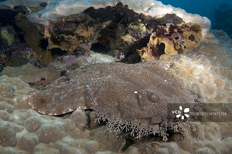 缨须须鲨，成年，栖息在珊瑚上，拉贾安帕群岛，印度尼西亚图片素材