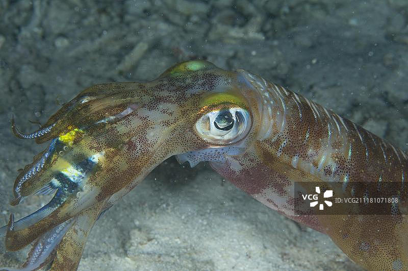 莱氏拟乌贼捕食时的场景图片素材