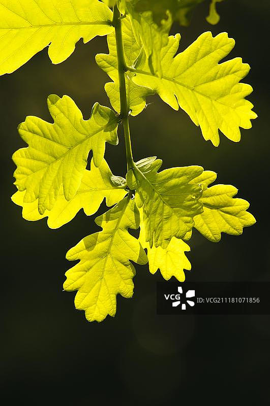 新长出的带逆光橡树叶特写图片素材