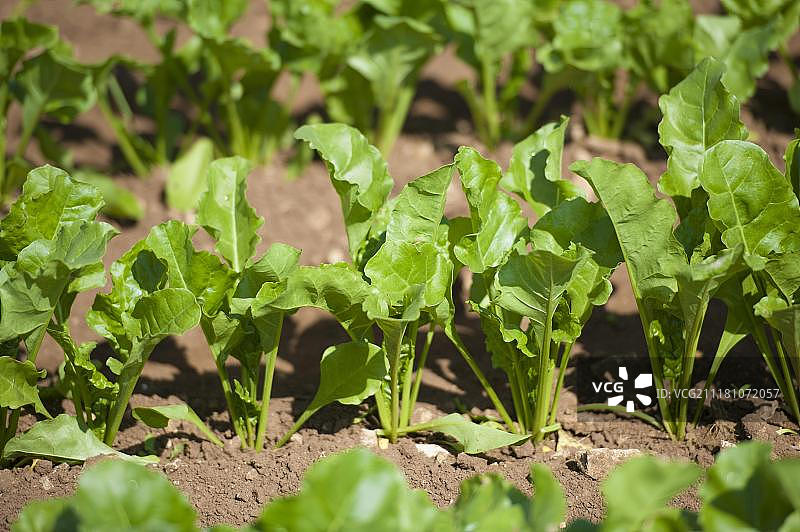 甜菜，作物，田地里的幼苗，林肯郡，英国图片素材