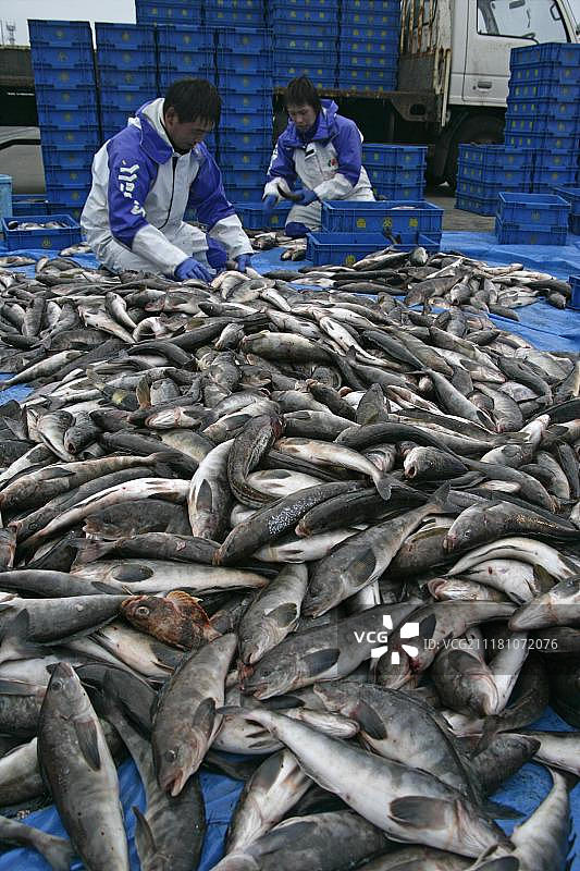 日本北海道渔港商业捕鱼卸货图片素材