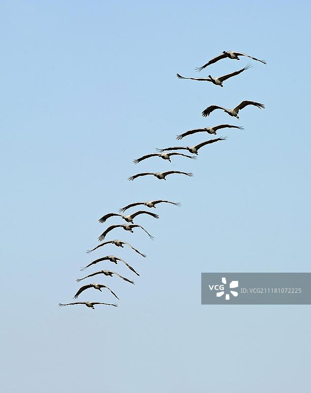 印度拉贾斯坦邦塔尔沙漠基昌附近的蓑羽鹤图片素材