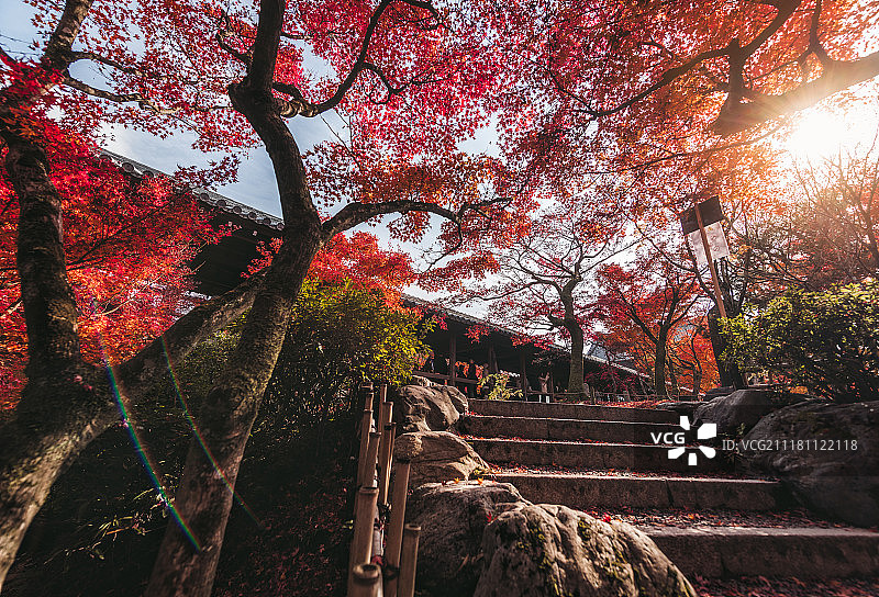 秋色满园图片素材