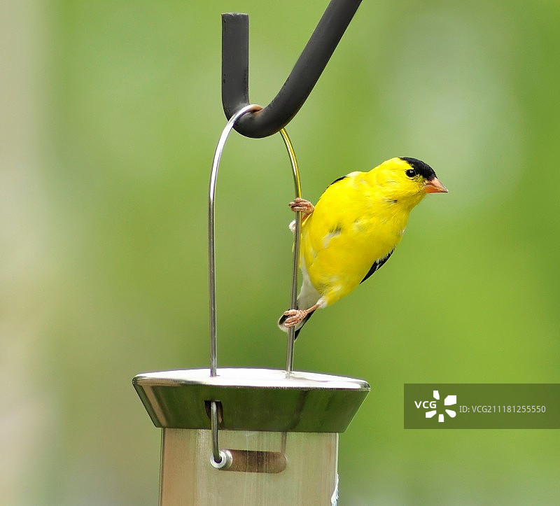 停在喂鸟器上的美洲金翅雀图片素材