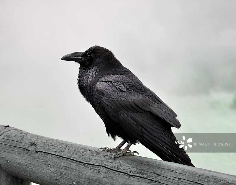 雾蒙蒙的早晨，栖息在木头上的大黑乌鸦图片素材