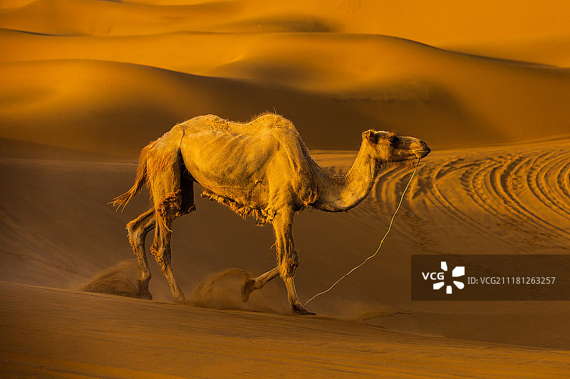 新疆维吾尔自治区吐鲁番鄯善沙漠风光图片素材