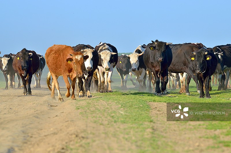 春天里年轻母牛的牛群图片素材