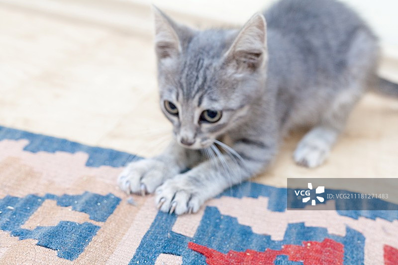 灰色小猫在前墙玩耍图片素材