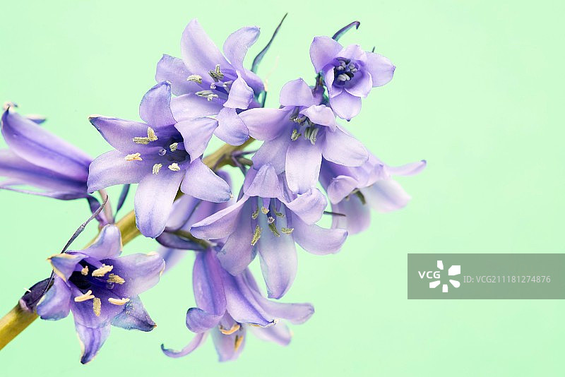 西班牙风信子图片素材