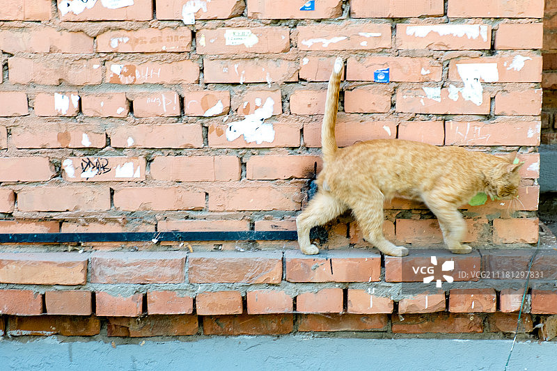 姜黄色猫咪走过红砖墙图片素材