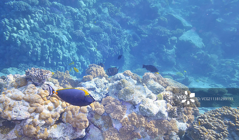 温暖水域中的热带鱼和珊瑚礁图片素材