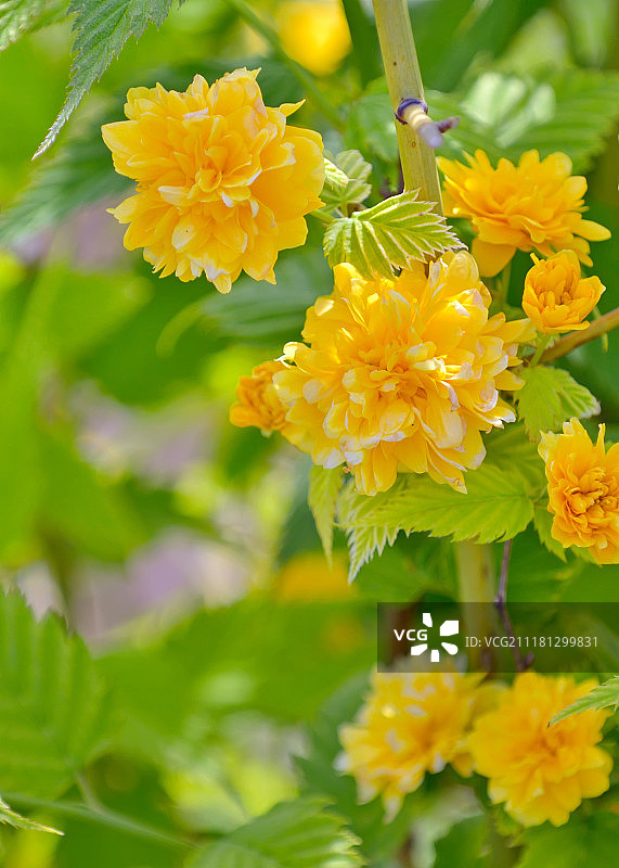 春天的棣棠花或重瓣棣棠花图片素材