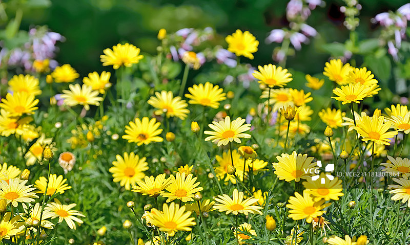 田野上的金色玛格丽特小黄菊图片素材