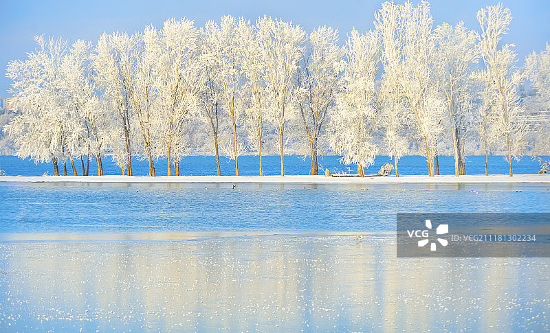 多瑙河上寒冷的冬日树木图片素材