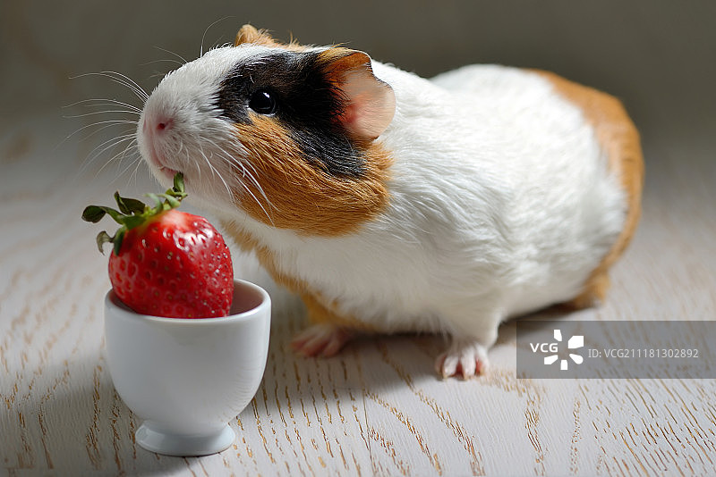 豚鼠吃草莓图片素材