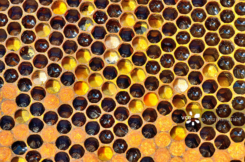 蜂巢中未完成的蜂蜜和蜂蜡图片素材