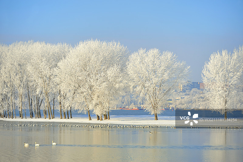 多瑙河上寒冷的冬日树木与鸟类图片素材