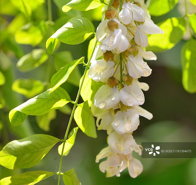 花园中洋槐花与蜂蜜滴图片素材