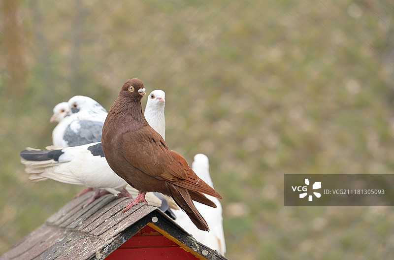 笼子里的东方翻滚鸽图片素材