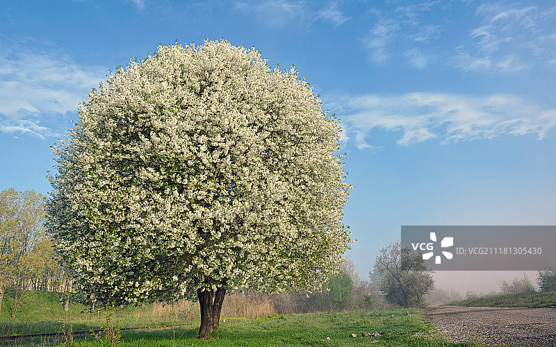 路边一棵盛开的树图片素材