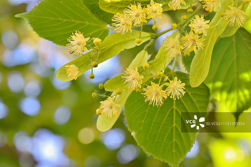 春天的菩提树花和菩提树图片素材