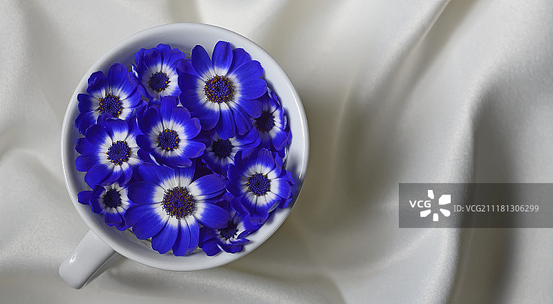 茶杯中的蓝色瓜叶菊图片素材