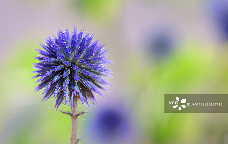 蓝刺头花（Echinops ritro）图片素材