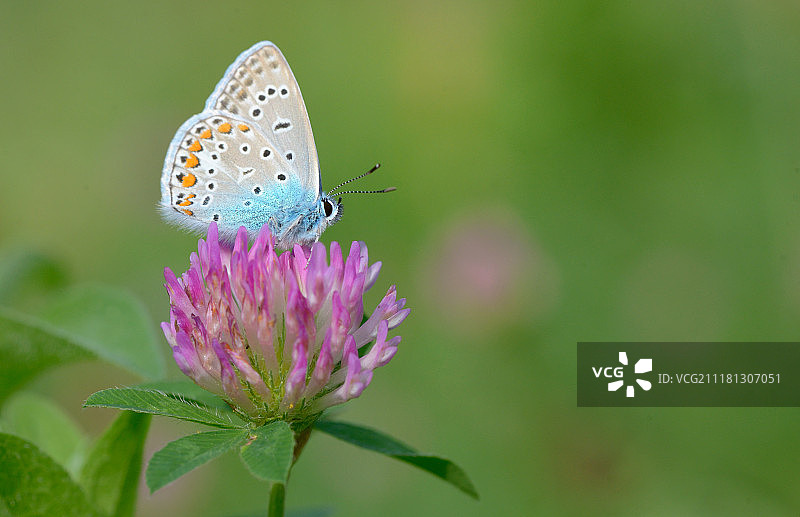 普通蓝灰蝶图片素材