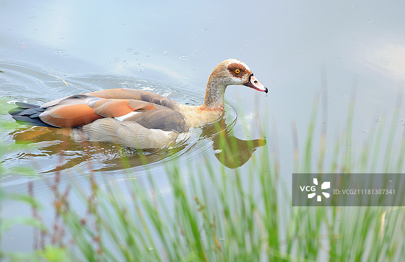 赤麻鸭在公园的湖上行走图片素材