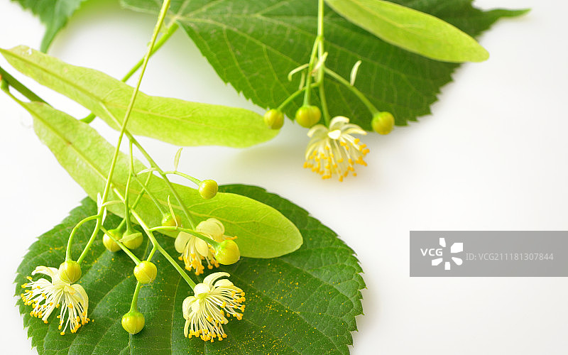 椴树花白色背景图片素材