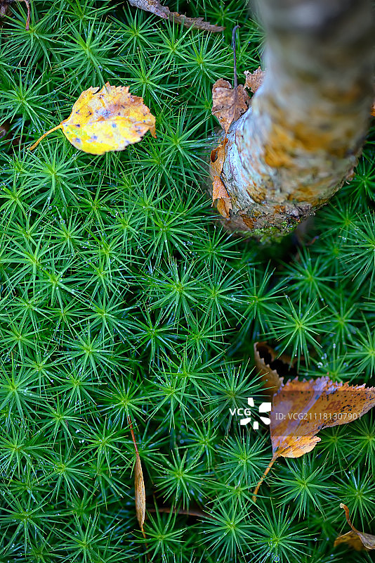 森林中常见的地钱苔藓抽象背景图片素材