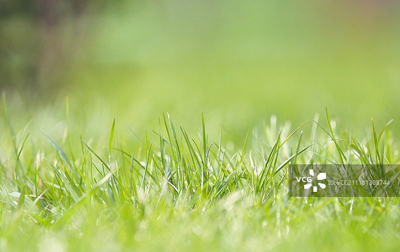 春季田野上的虚焦草地图片素材