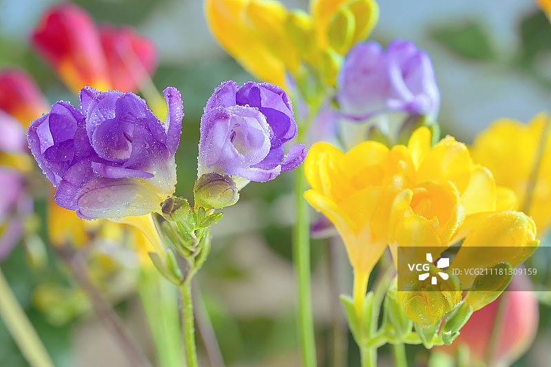 花瓶中的小苍兰花束图片素材