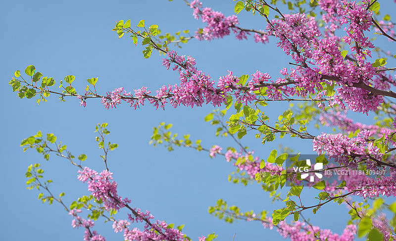 春天的洋紫荆—— Judas tree图片素材