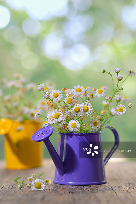 小桶里的玛格丽特雏菊图片素材